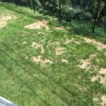 Damage caused by chinch bugs