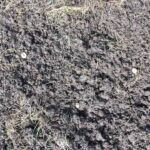 Damage caused by white grubs