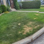 Fertilizer burn caused by improper application of fertilizer by the homeowner
