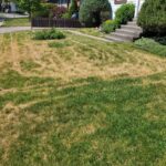 Lawn burnt by mowing during a heatwave