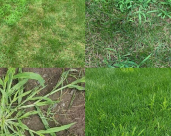 Explanation about the crabgrass