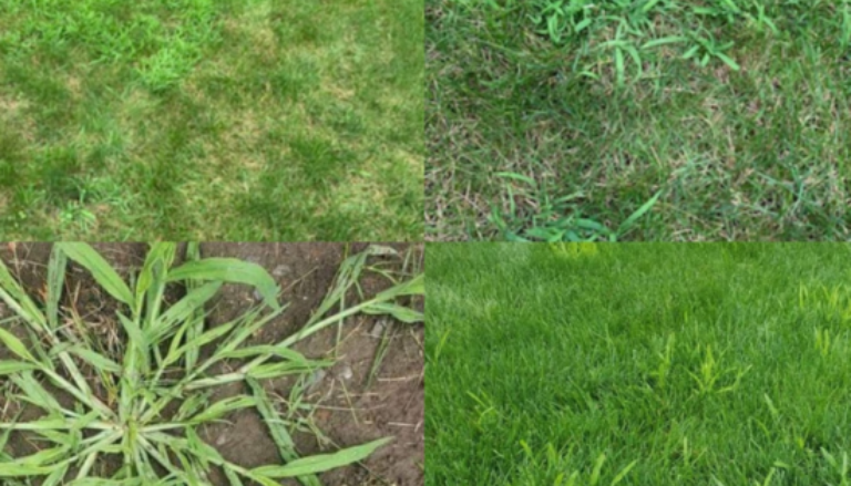 Guide Explanation about crabgrass