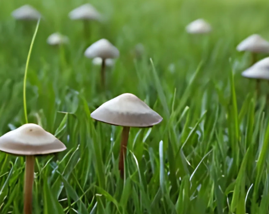 Guide to small mushrooms on your lawn