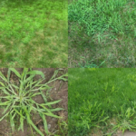 Explanation about the crabgrass