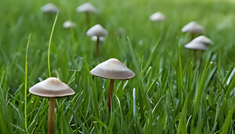 Petits champignons poussant dans une pelouse verte